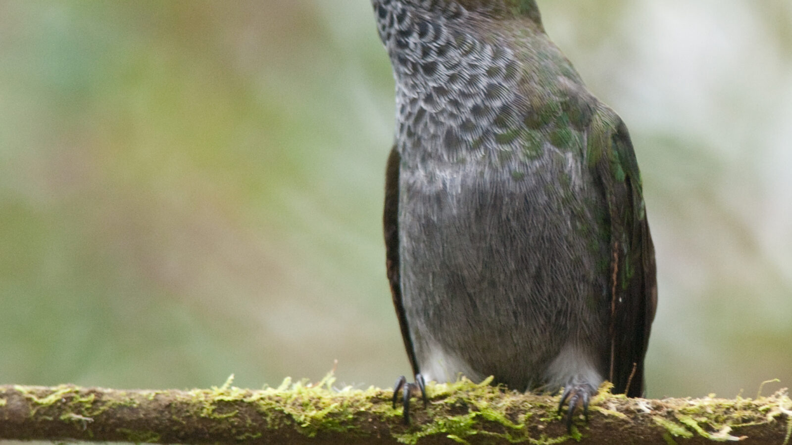 Hoary Puffleg