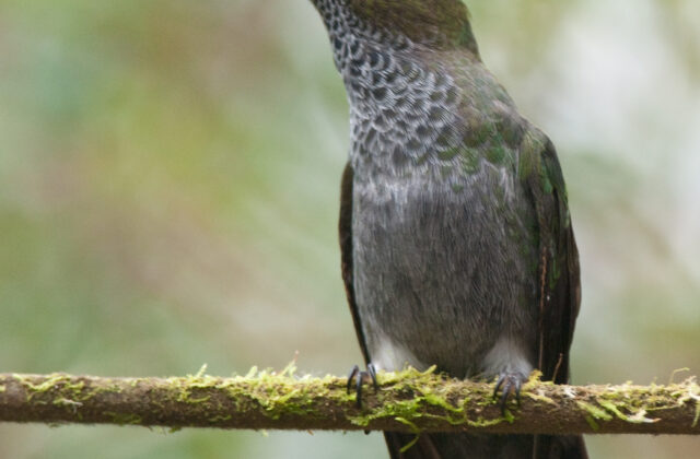 Hoary Puffleg