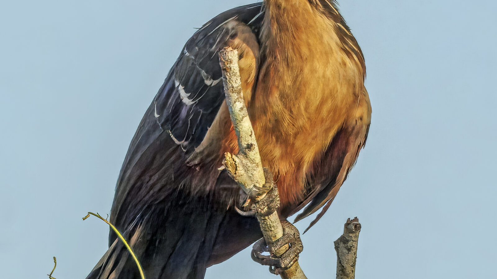 Hoatzin