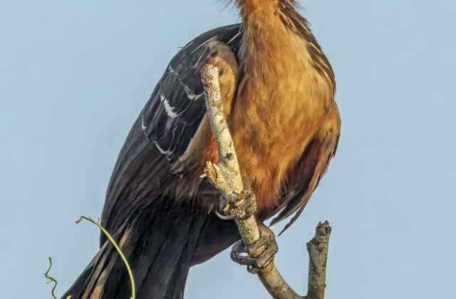 Hoatzin