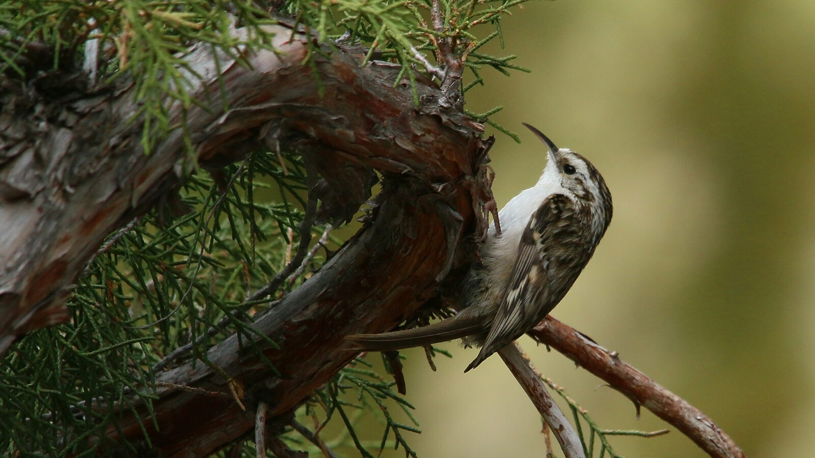 Hodgson’s Treecreeper