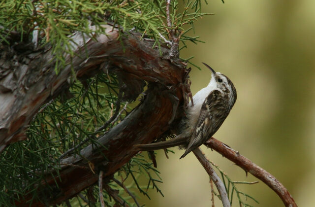 Hodgson’s Treecreeper
