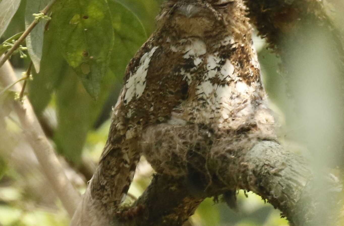 Hodgson’s Frogmouth