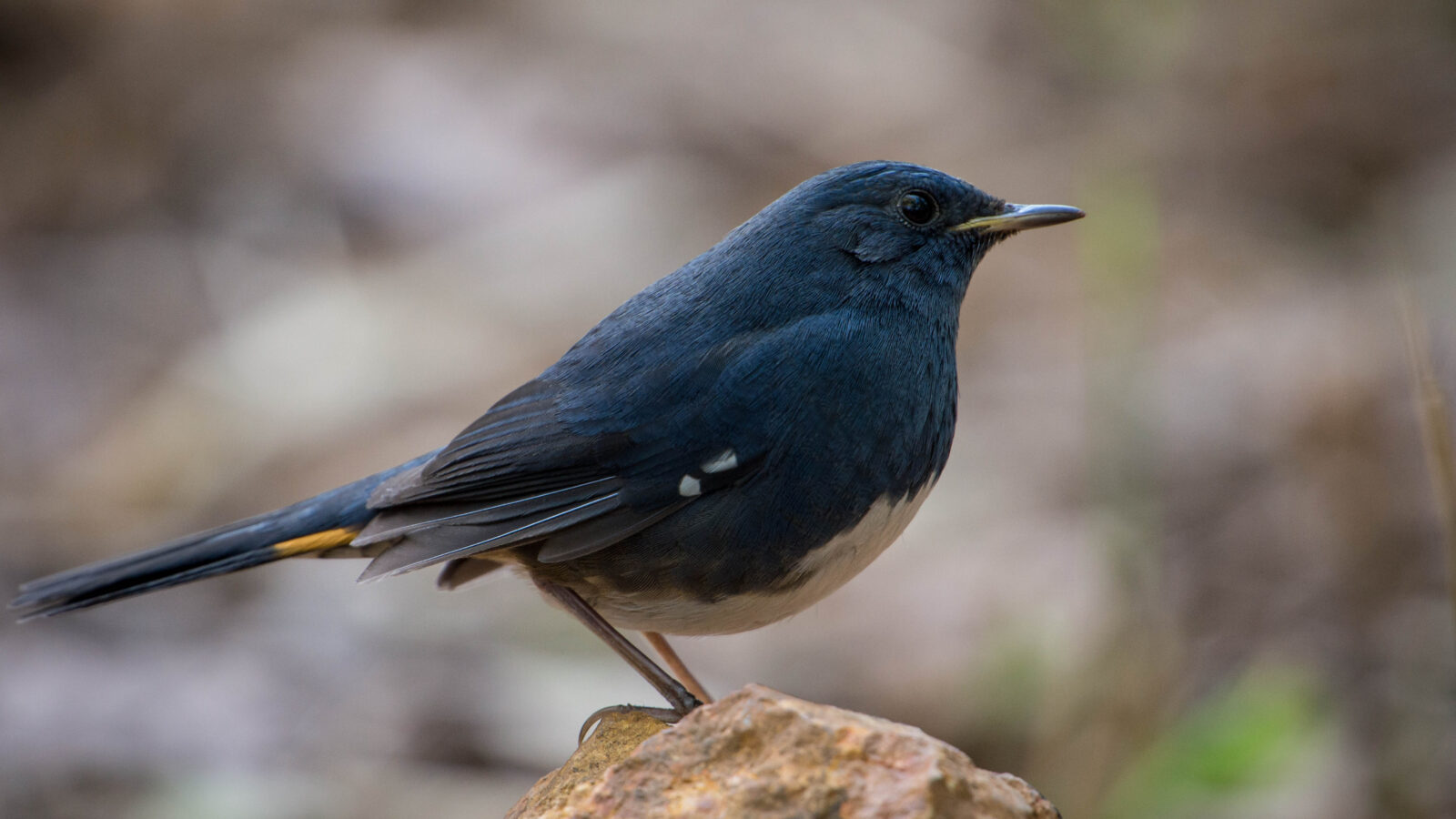 White-bellied Redstart