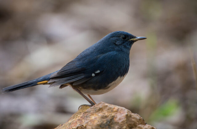White-bellied Redstart