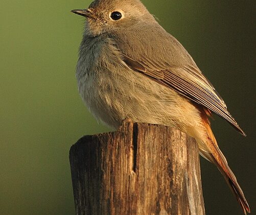 Hodgson’s Redstart