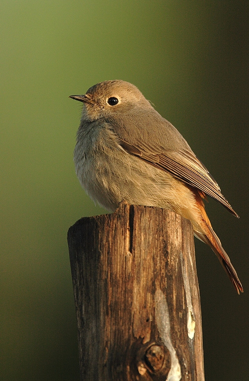 Hodgson’s Redstart