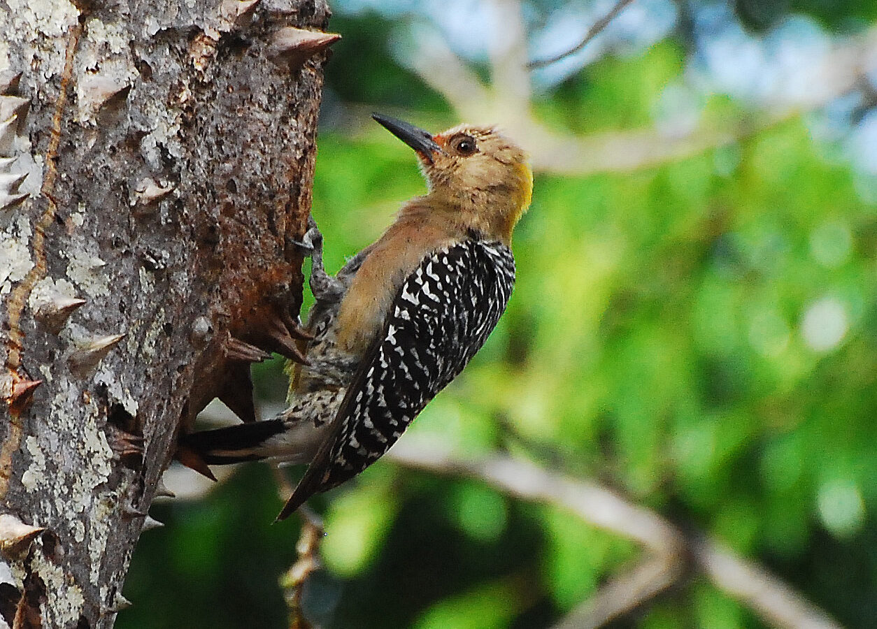 Hoffmann’s Woodpecker