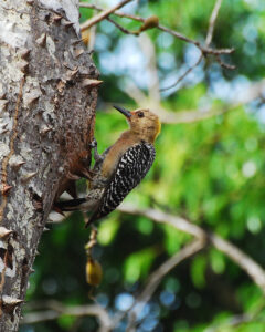 Hoffmann’s Woodpecker