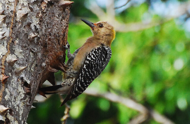 Hoffmann’s Woodpecker