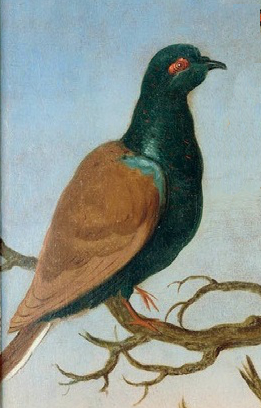 Sao Tome Green Pigeon