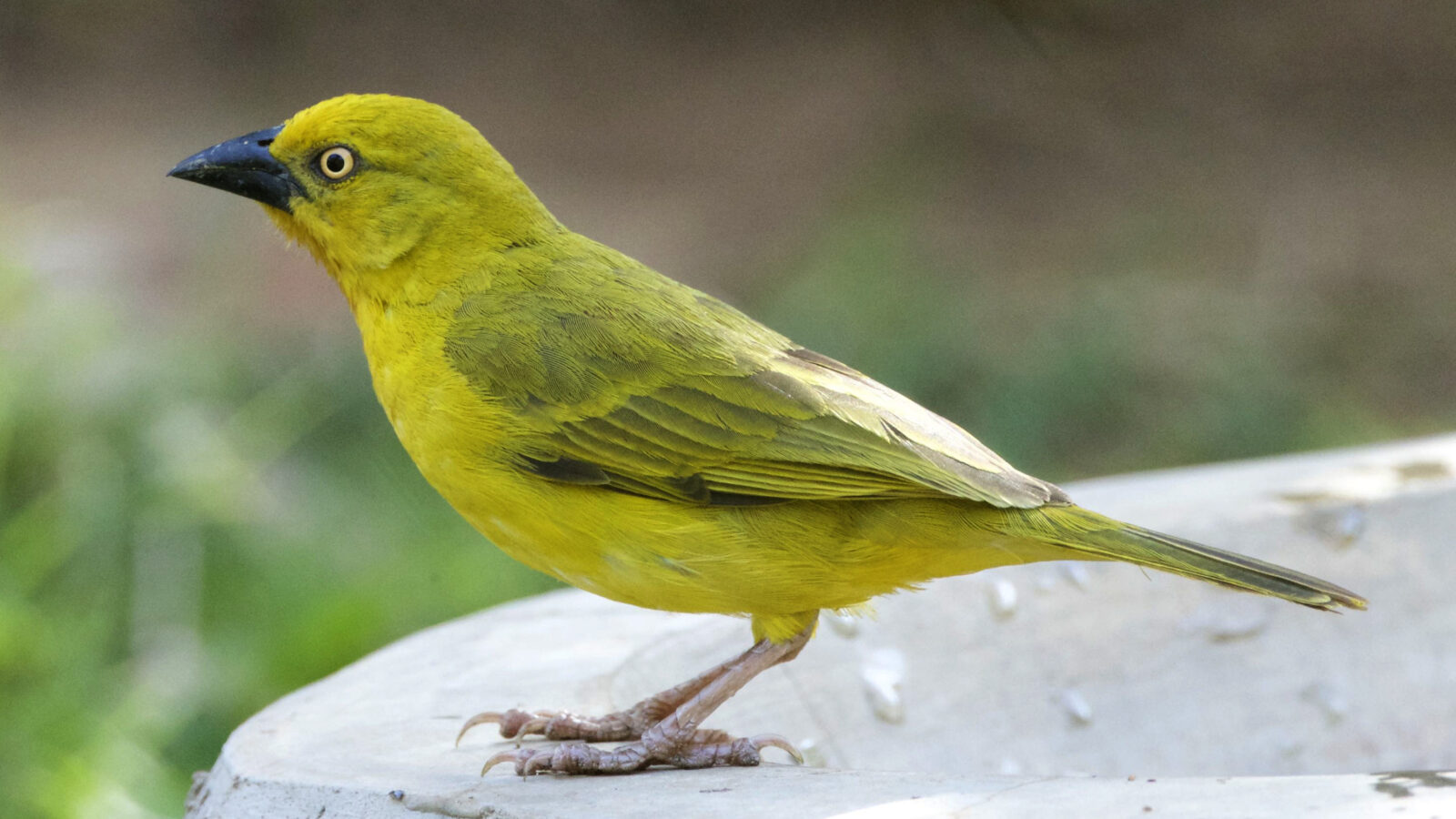 Holub’s Golden Weaver