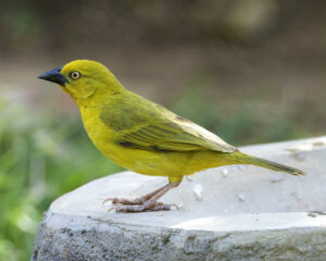 Holub’s Golden Weaver