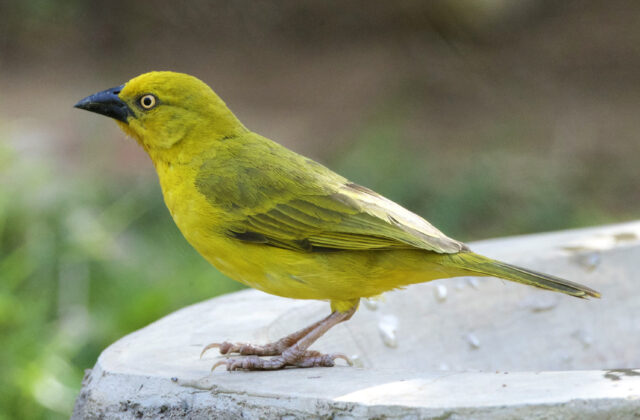 Holub’s Golden Weaver