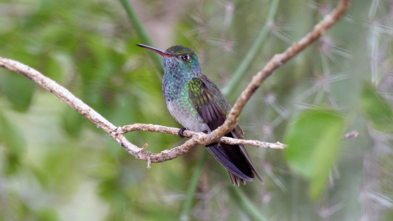 Honduran Emerald
