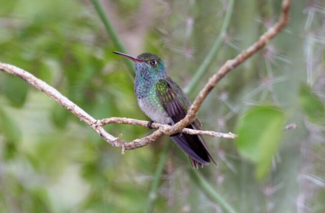 Honduran Emerald