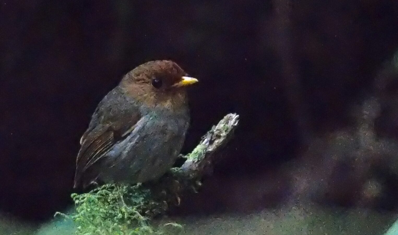 Hooded Antpitta