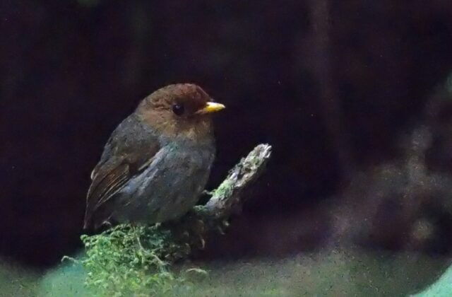 Hooded Antpitta