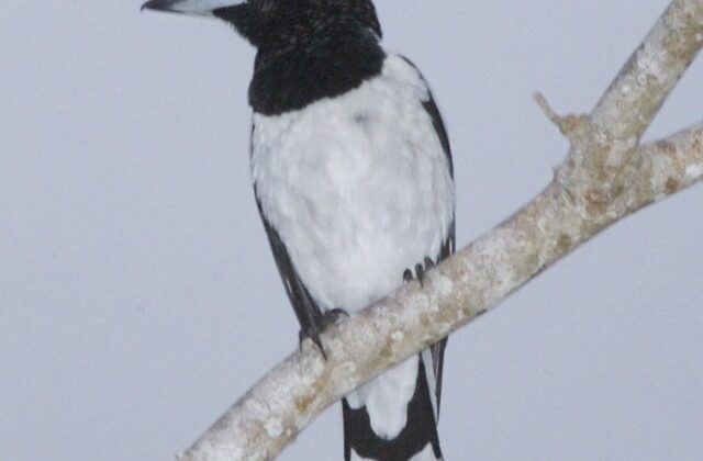 Hooded Butcherbird