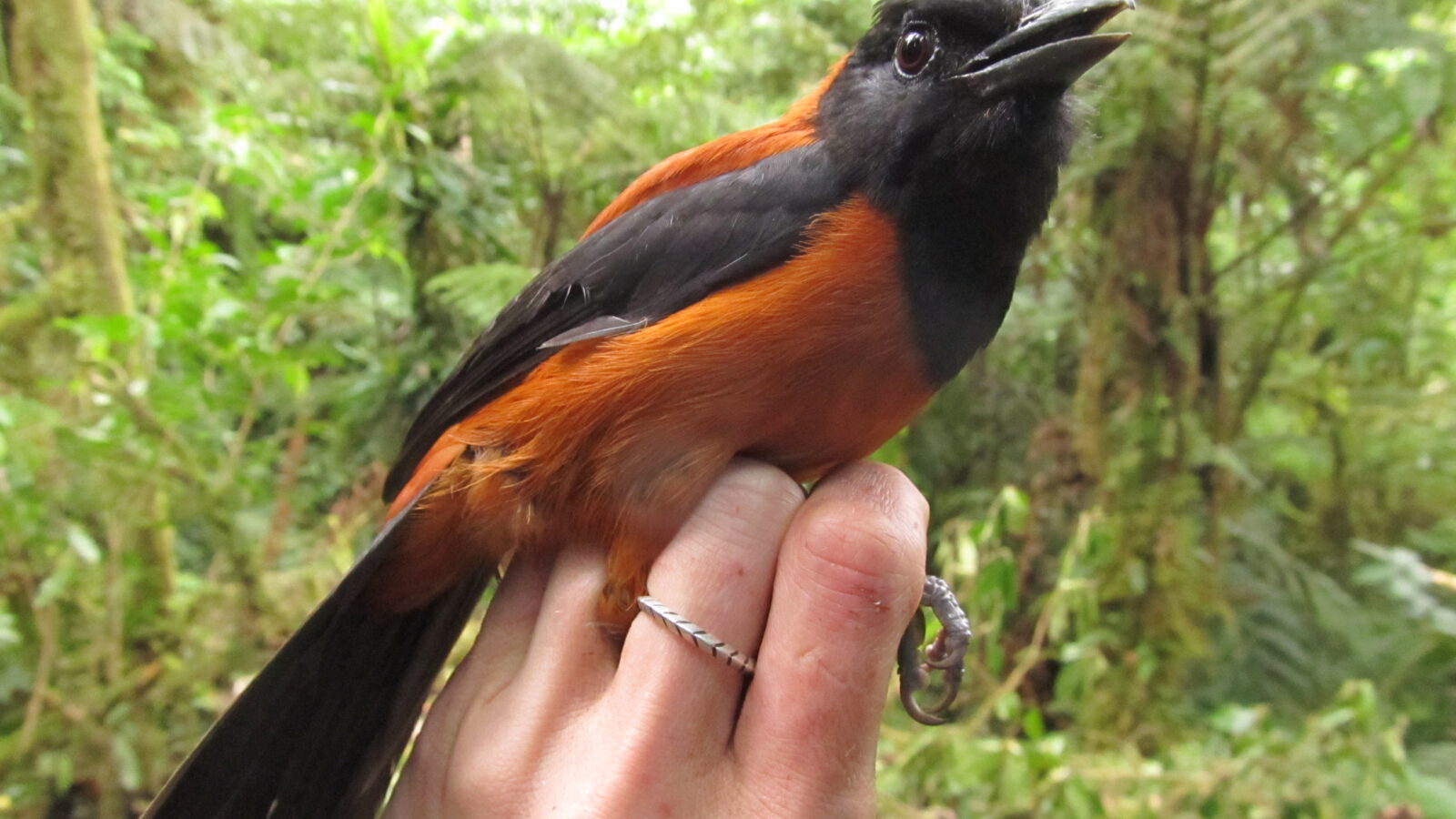 Hooded Pitohui