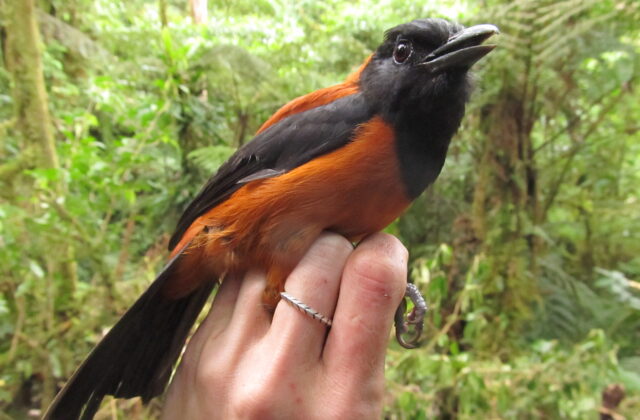 Hooded Pitohui