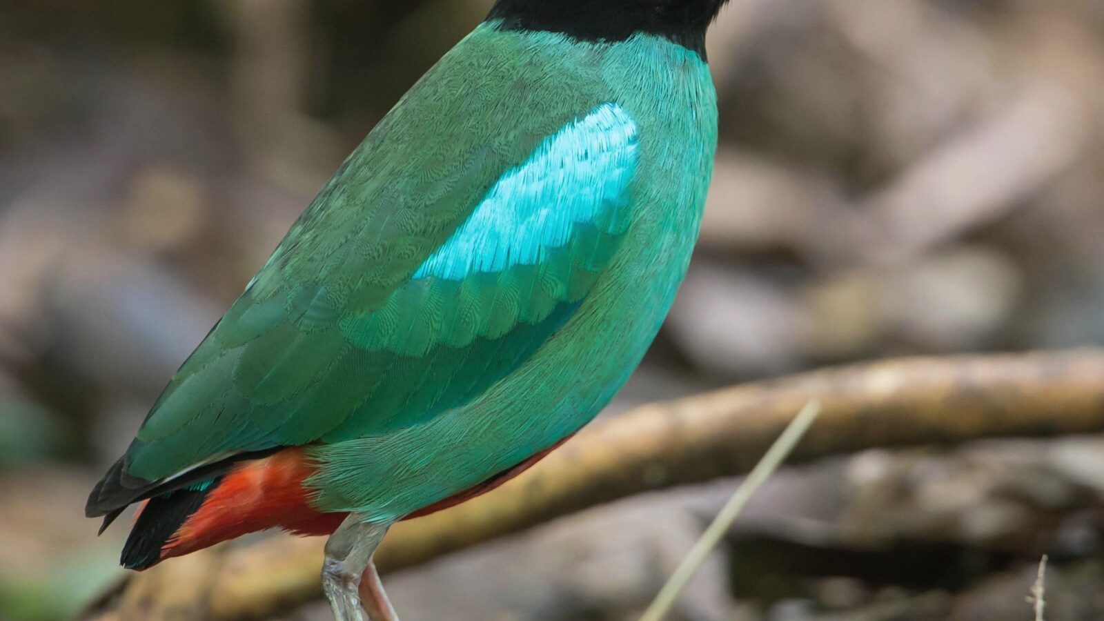 Western Hooded Pitta