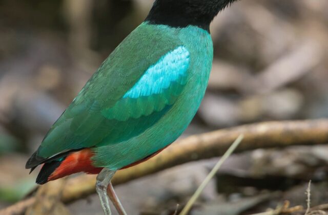 Western Hooded Pitta