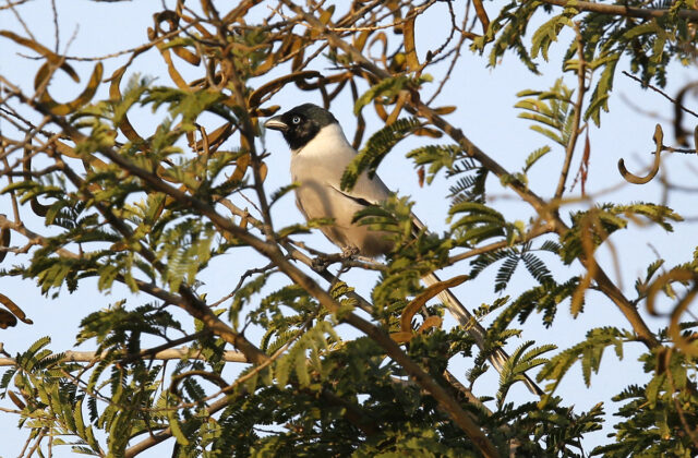Hooded Treepie