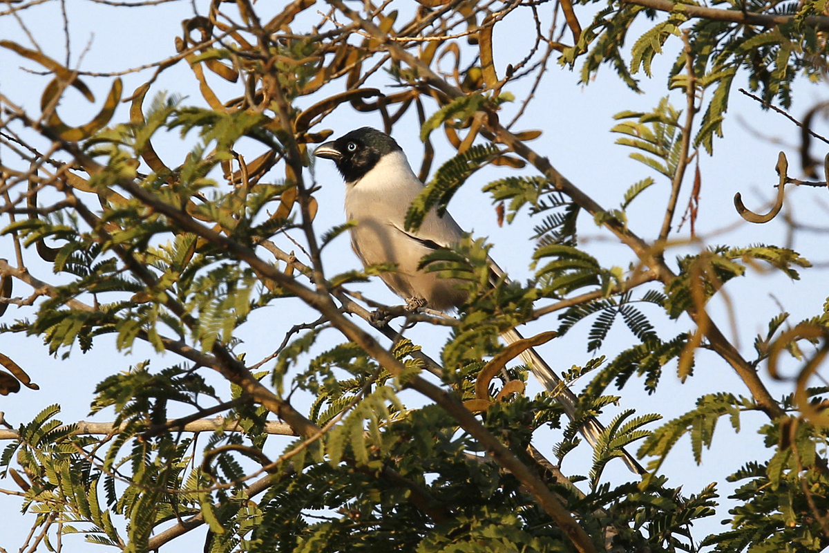 Hooded Treepie