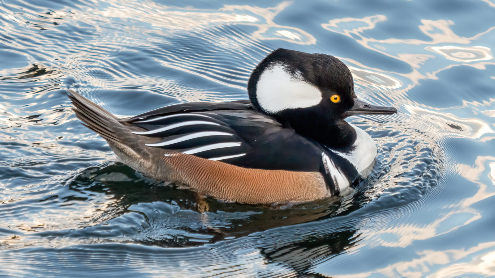 Hooded Merganser