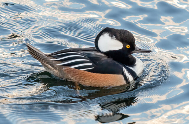 Hooded Merganser