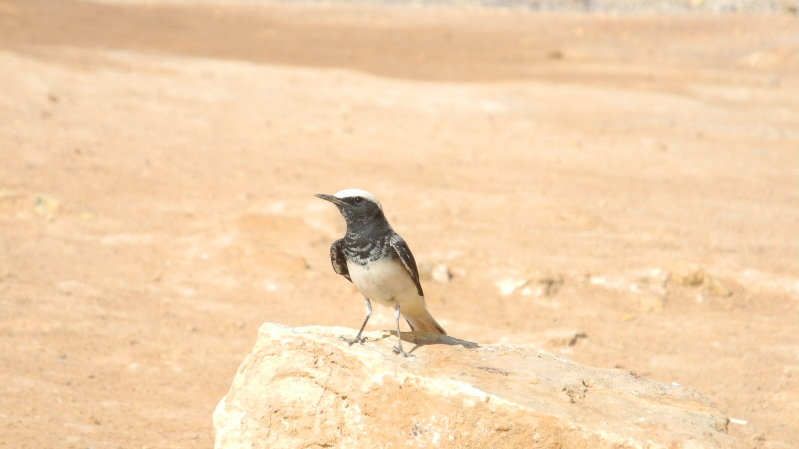 Hooded Wheatear