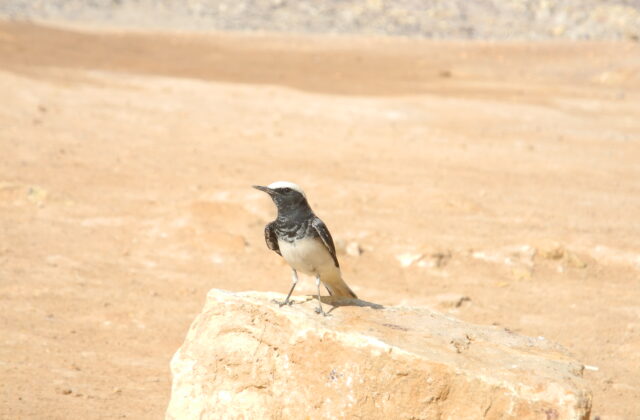 Hooded Wheatear