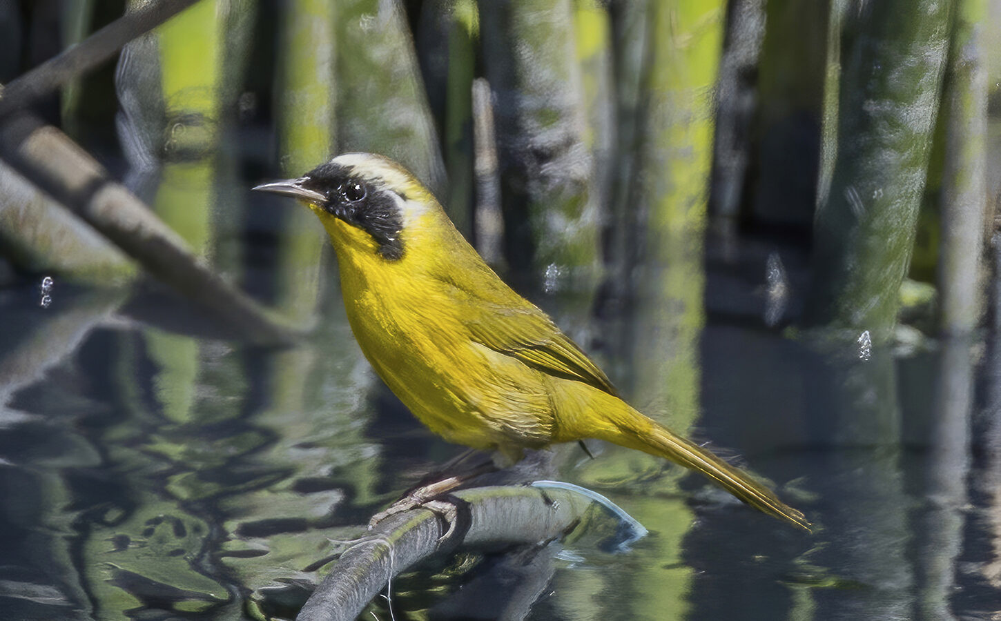 Hooded Yellowthroat
