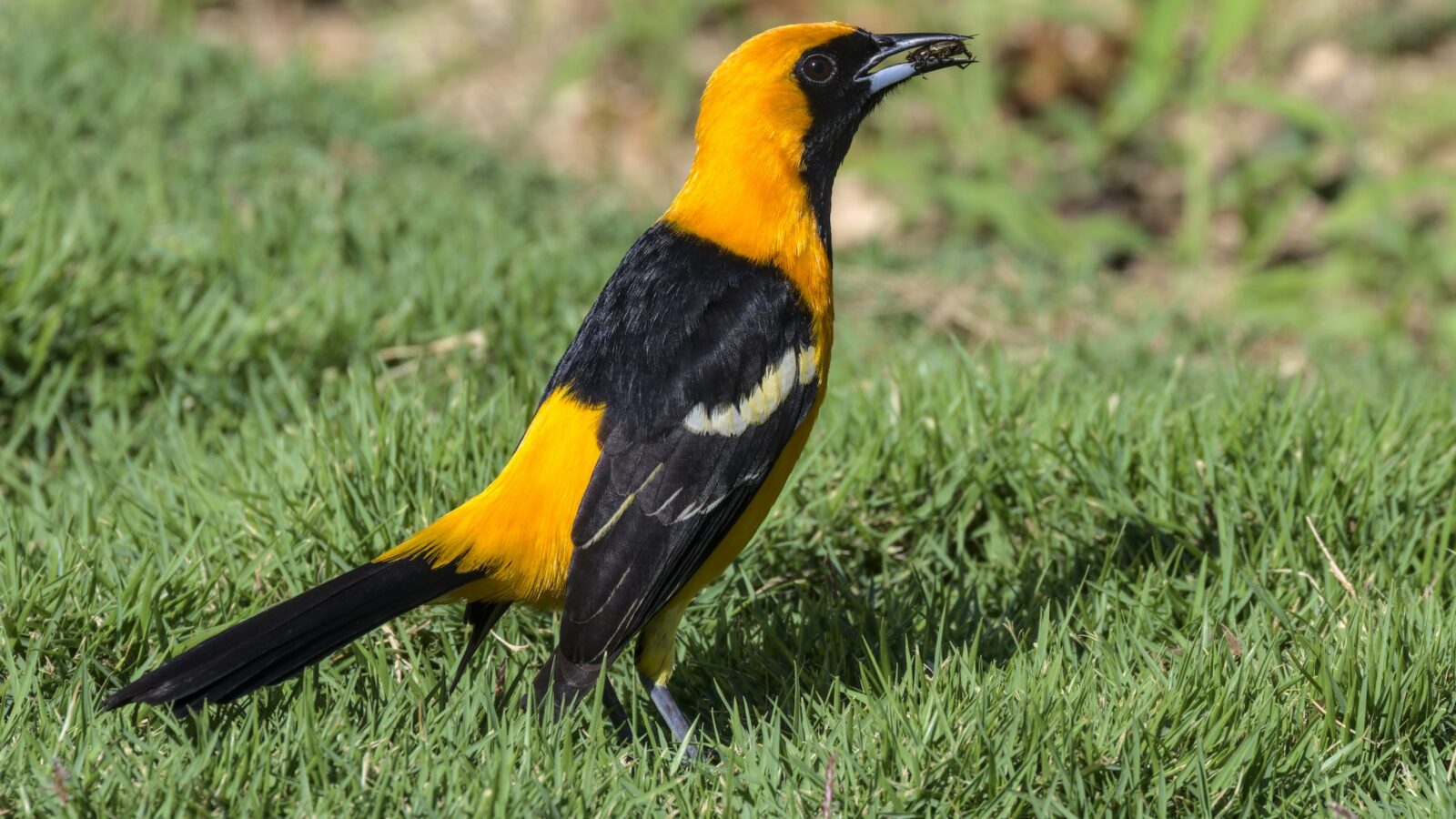 Hooded Oriole