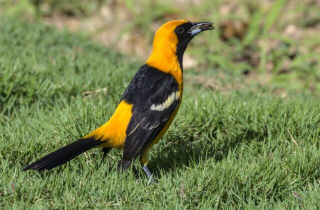 Hooded Oriole
