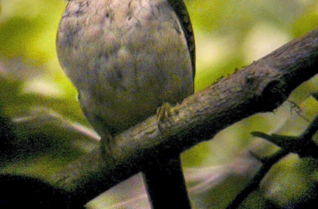 Hook-billed Kingfisher