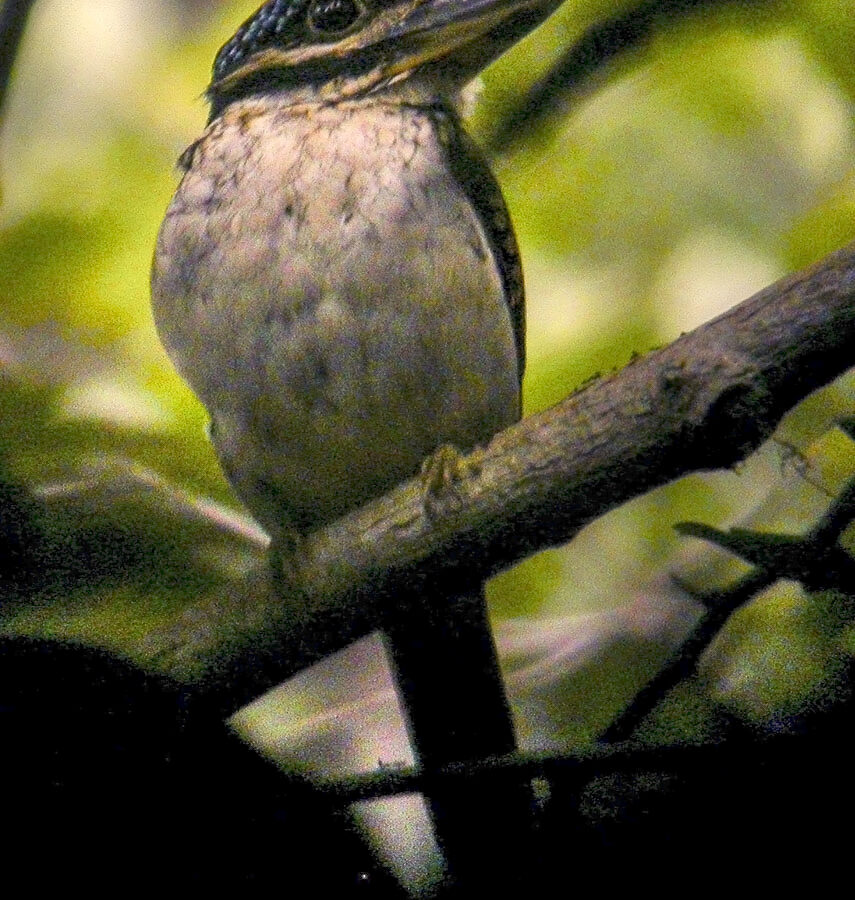 Hook-billed Kingfisher