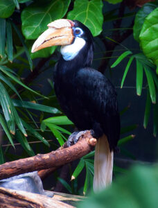 Blyth’s Hornbill