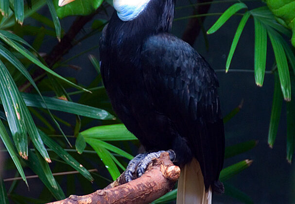 Blyth’s Hornbill