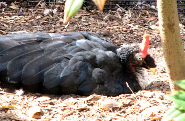 Horned Guan