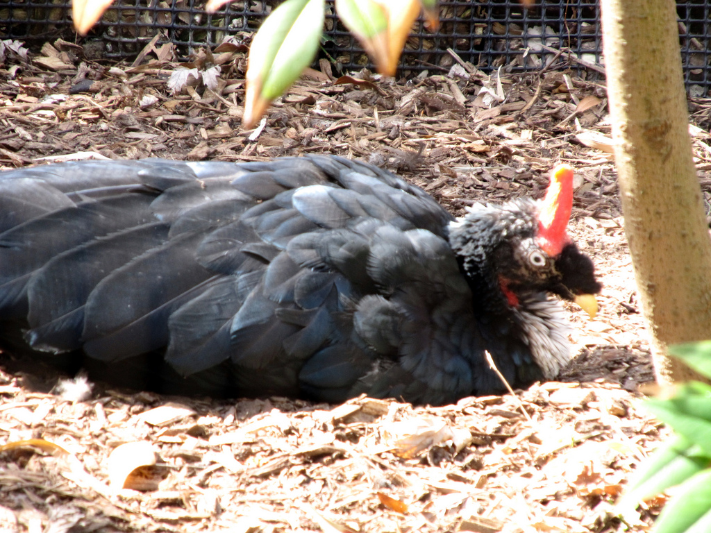 Horned Guan