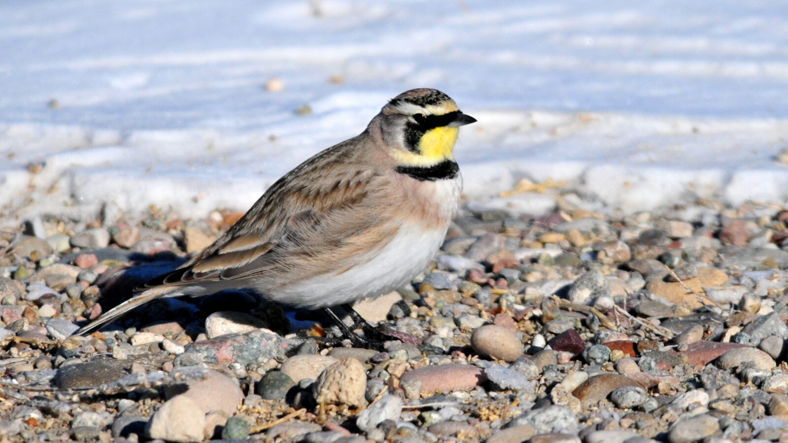 Horned Lark
