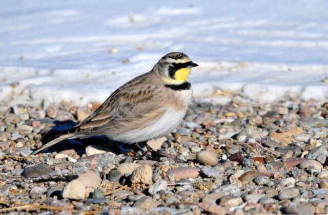 Horned Lark