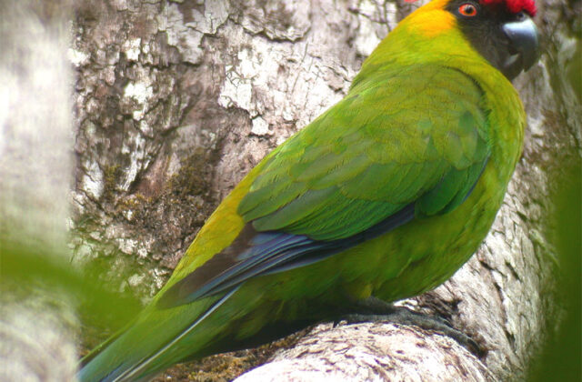 Horned Parakeet