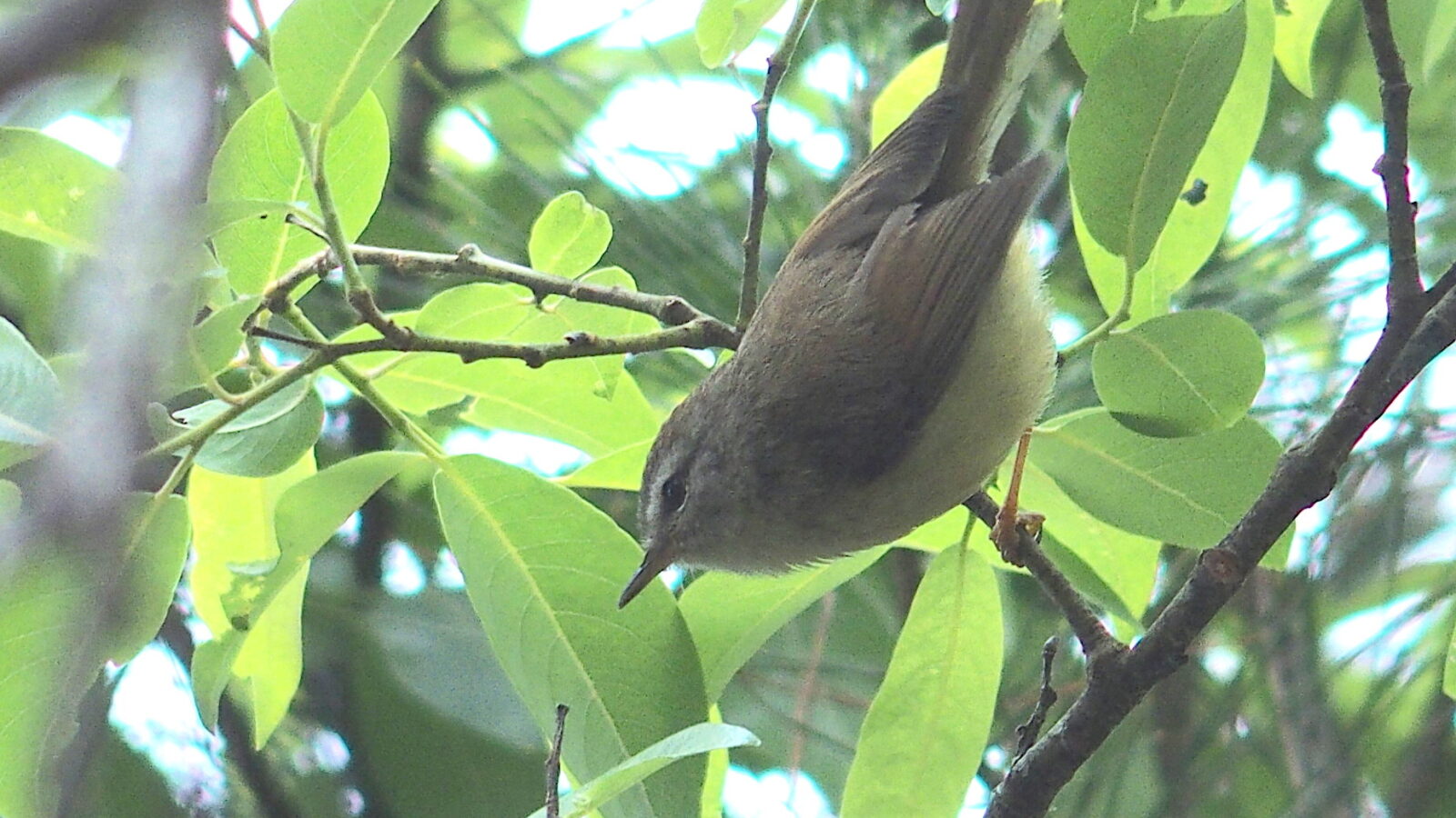 Yellow-bellied Bush Warbler
