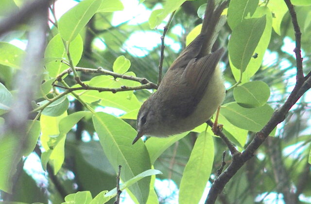 Yellow-bellied Bush Warbler