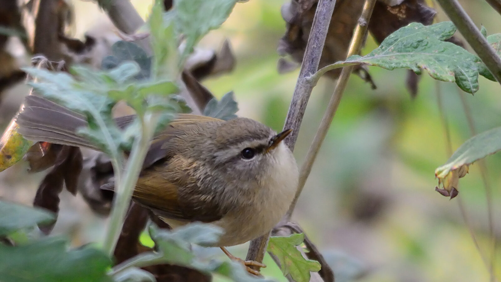 Hume’s Bush Warbler