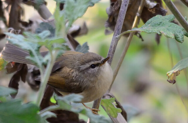 Hume’s Bush Warbler