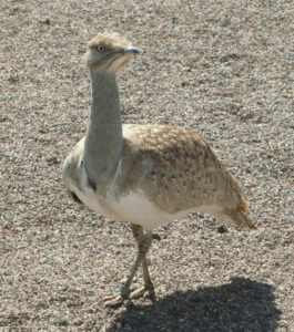 African Houbara